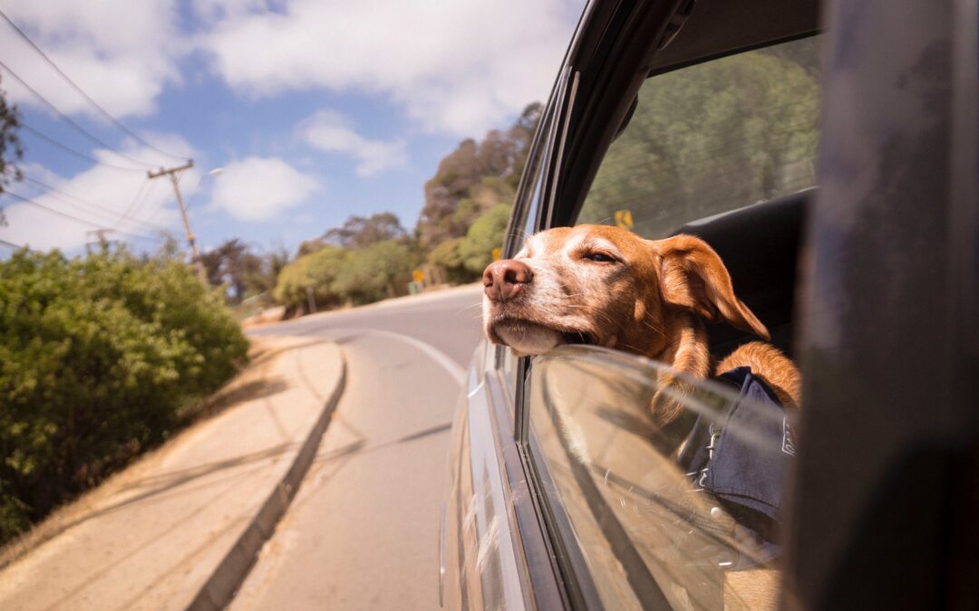 Jak przewozić psa w samochodzie? Bezpieczeństwo zwierząt w samochodzie